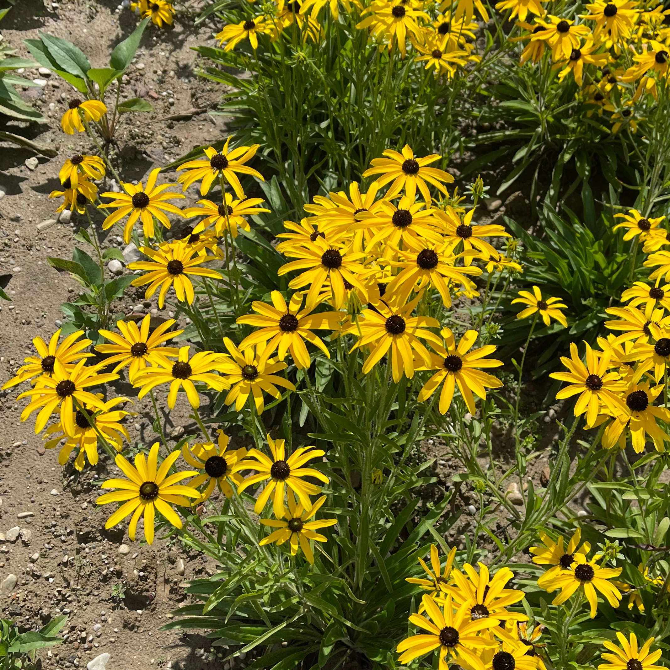 Rudbeckia missouriensis