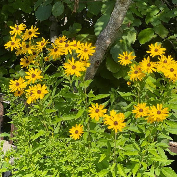 Rudbeckia subtomentosa