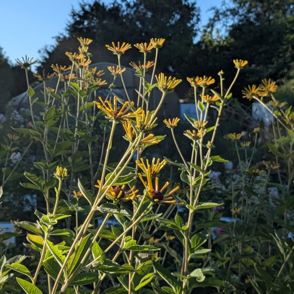 Rudbeckia subtomentosa 'Little Henry'
