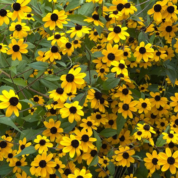 Rudbeckia triloba