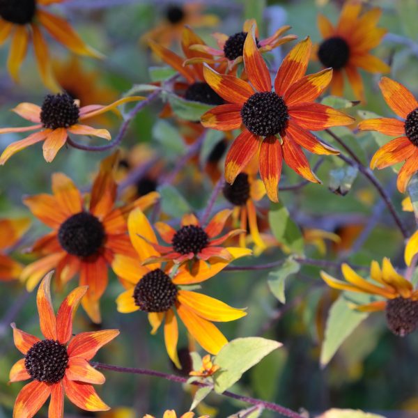 Rudbeckia triloba 'Prairie Glow'