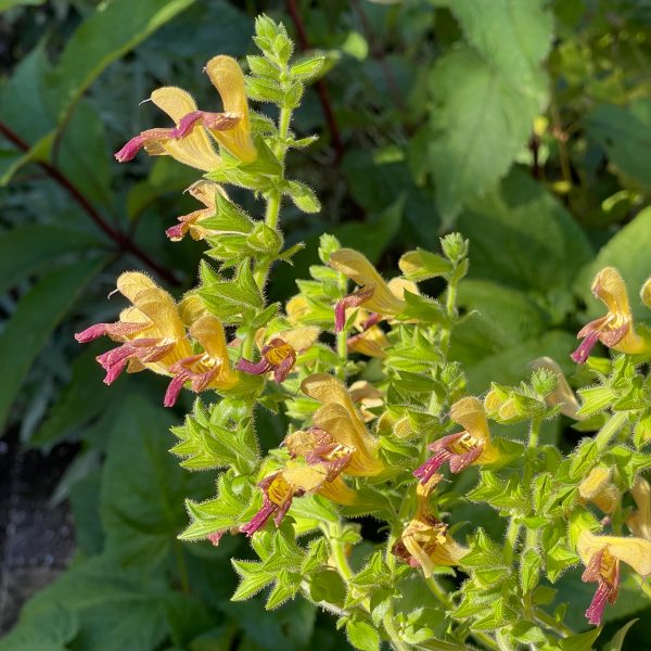 Salvia glutinosa-Hybr. 'Amber'