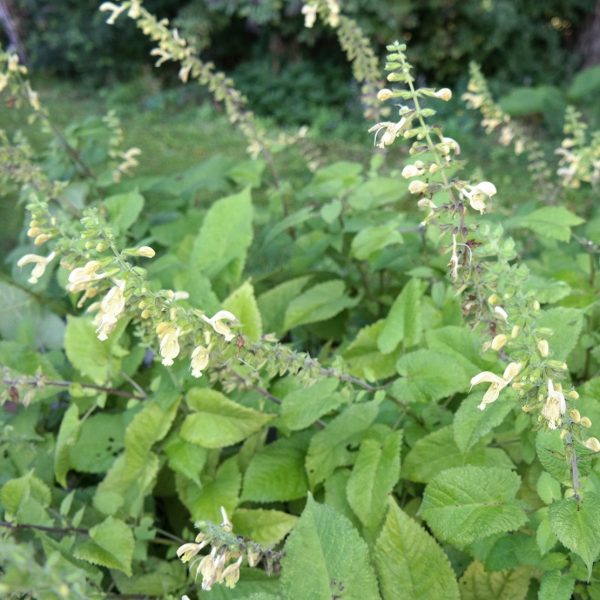 Salvia glutinosa