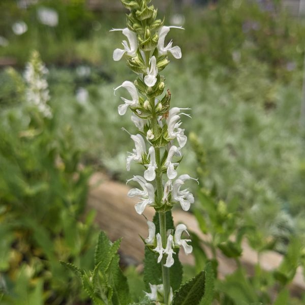 Salvia nemorosa 'Adrian'