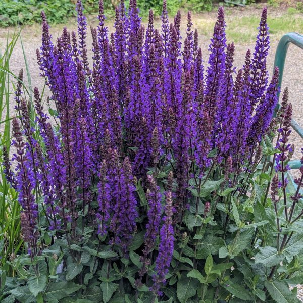 Salvia nemorosa 'Caradonna'