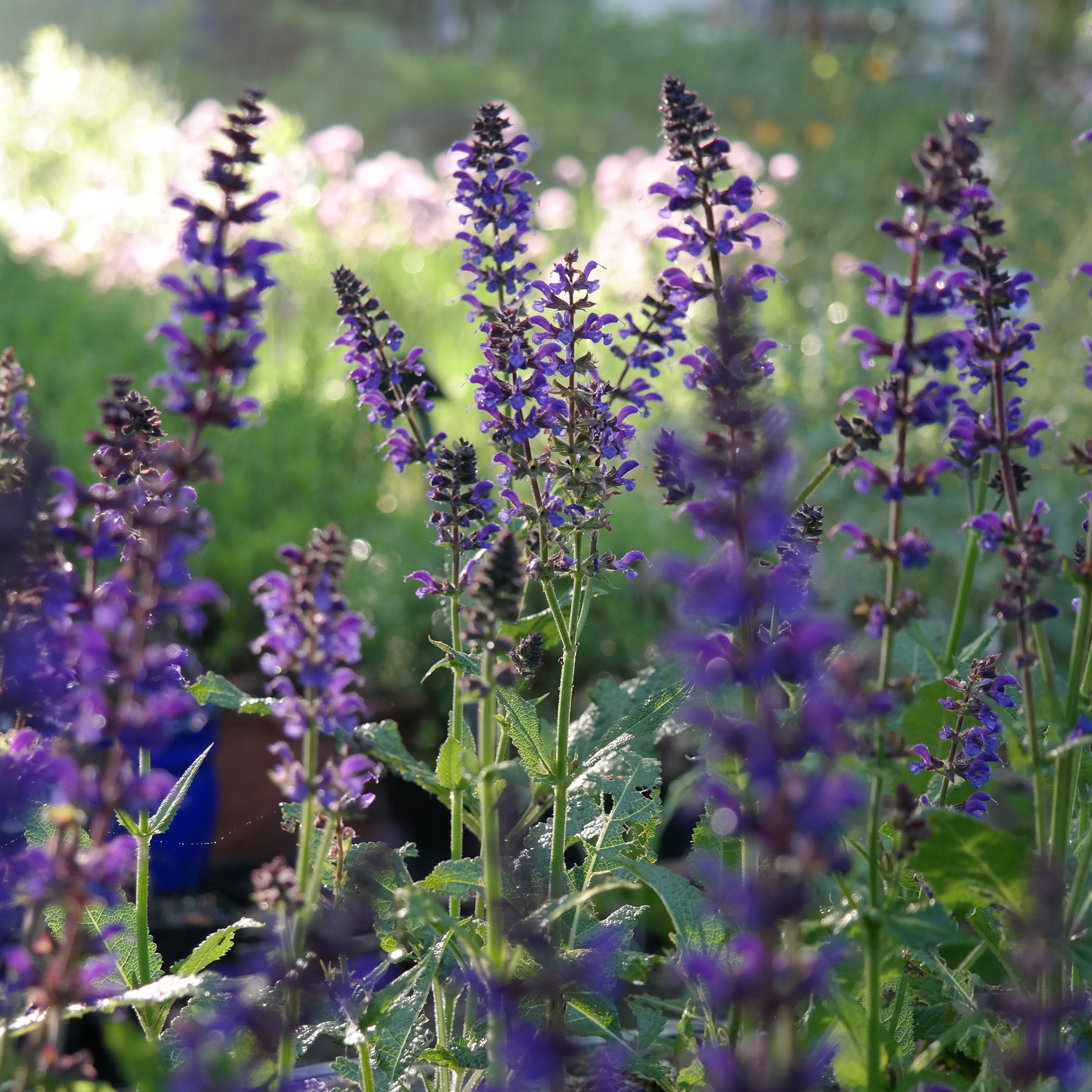 Salvia nemorosa 'Mainacht'