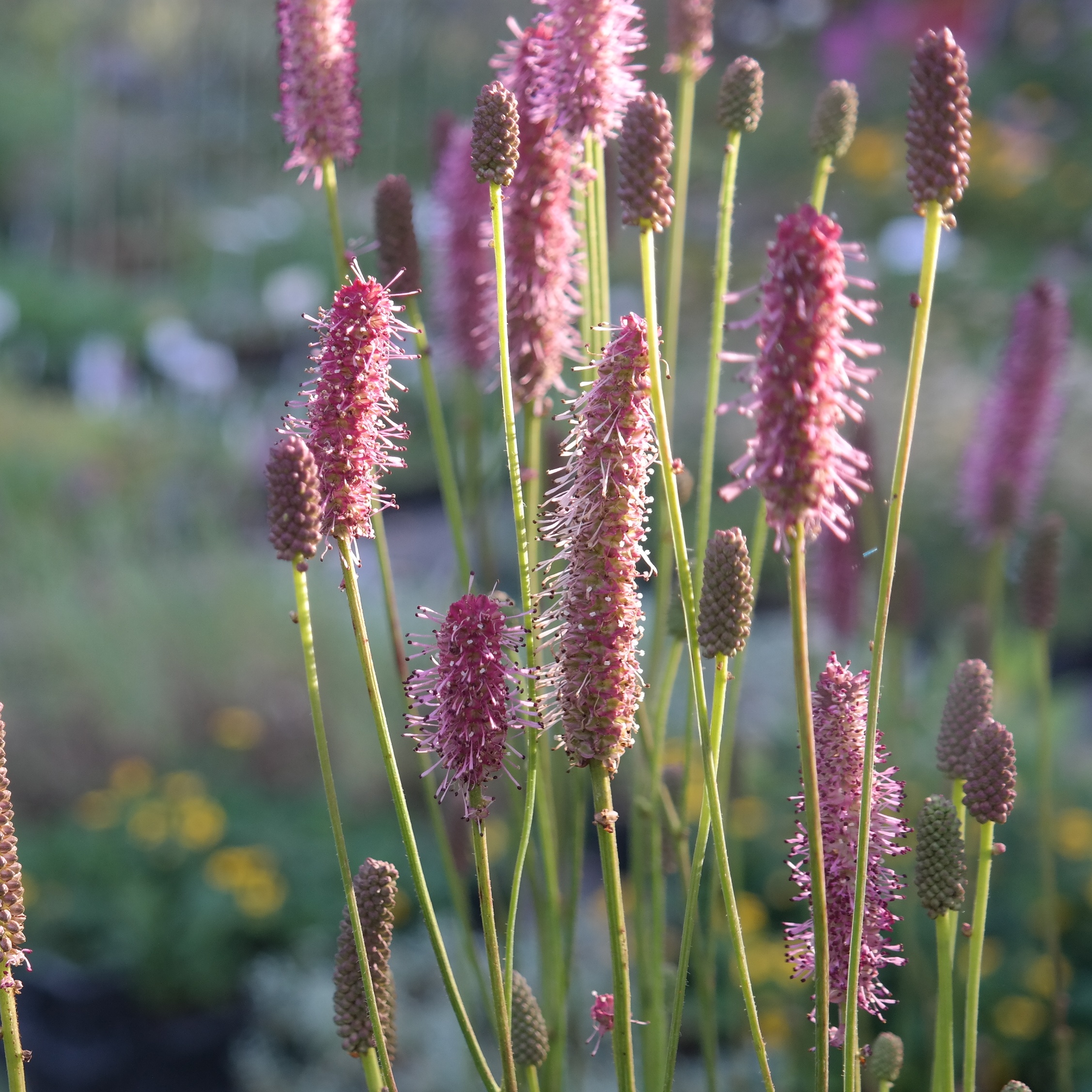 Sanguisorba Officinalis-Hybr. 'Blackthorn'
