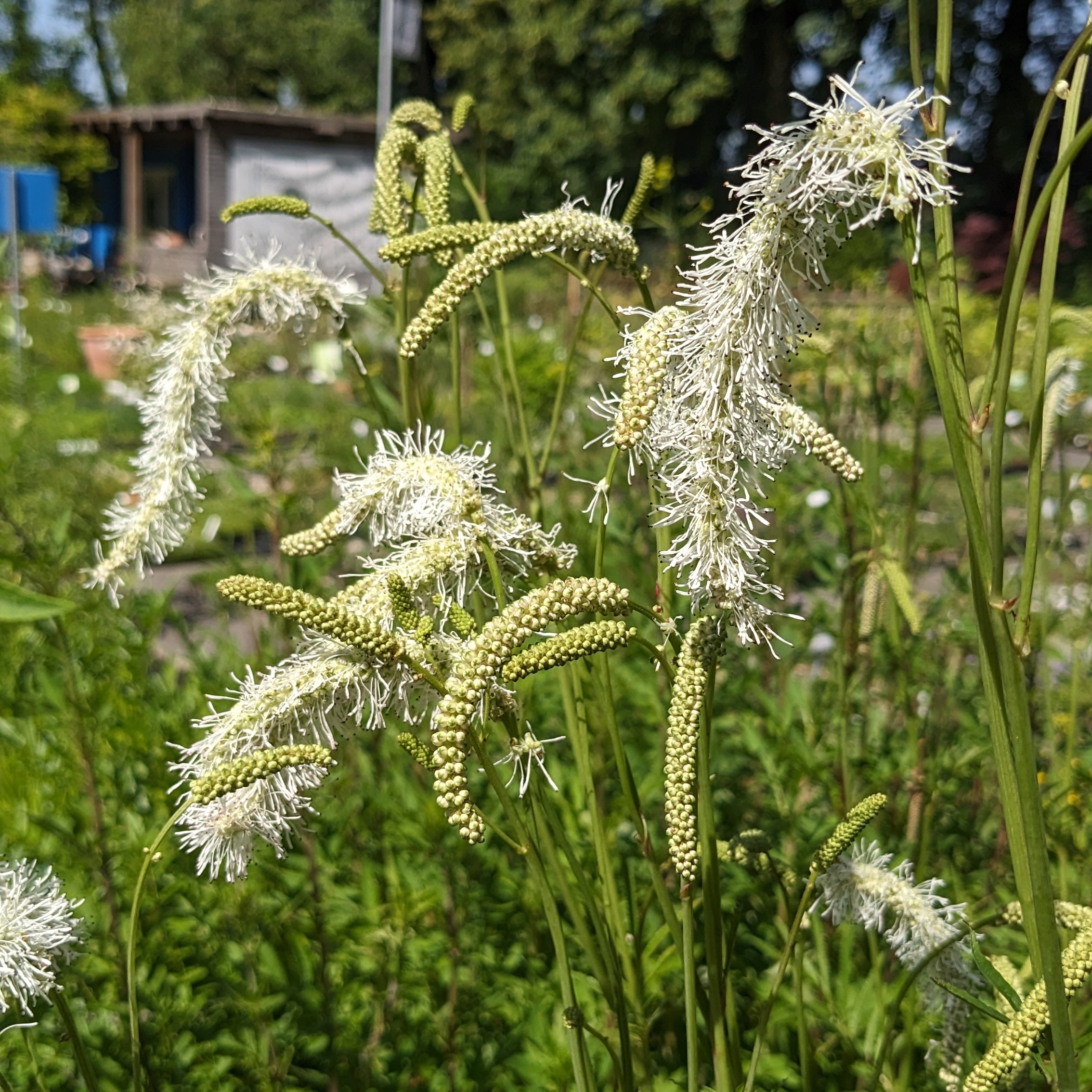Sanguisorba Tenuifolia-Hybr. 'Figaro'