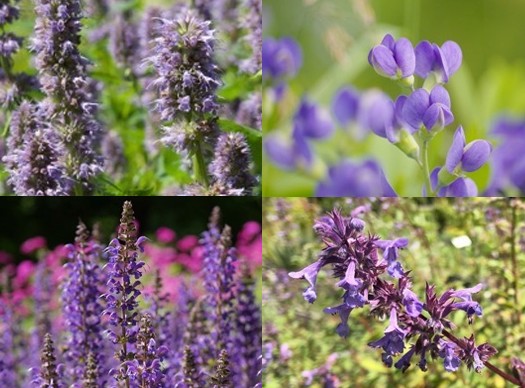 Pflanzpaket: Saublau – Bild 2