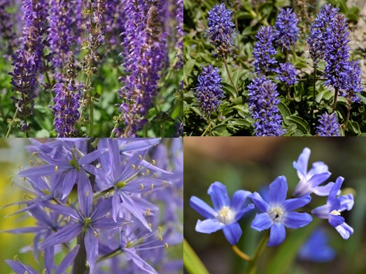 Pflanzpaket: Saublau