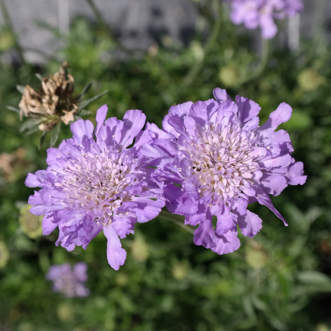 Scabiosa columbaria 'Butterfly Blue'