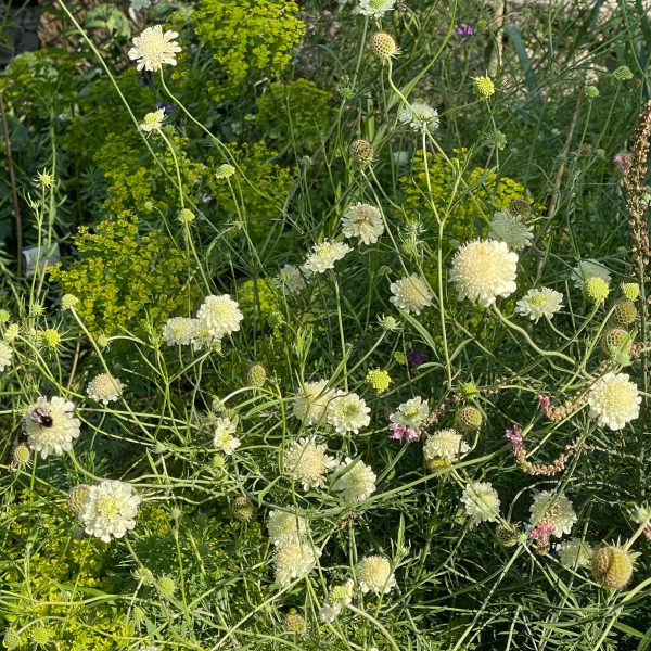 Scabiosa ochroleuca