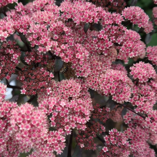 Sedum Telephium-Hybr. 'Karfunkelstein'