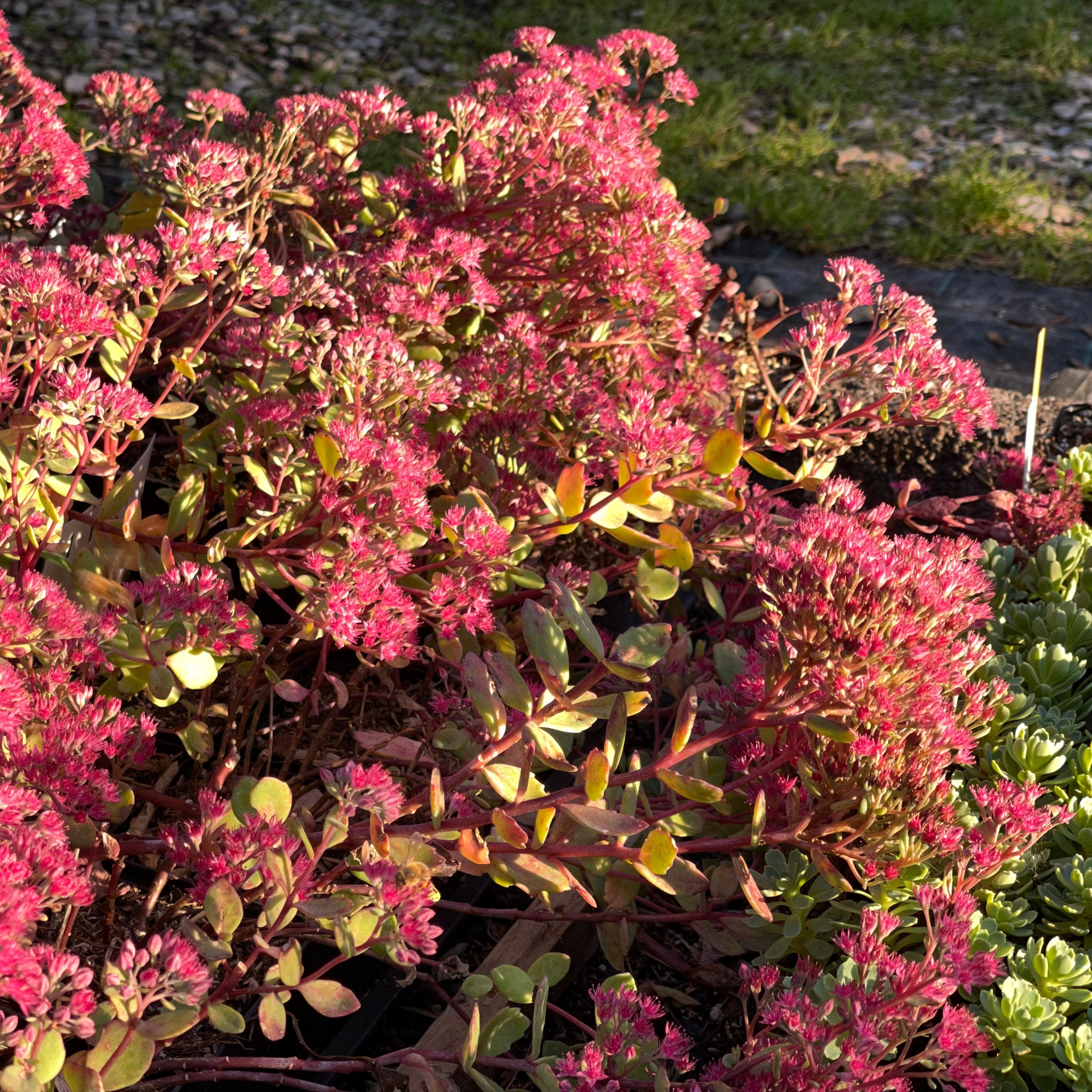Sedum cauticola 'Robustum'