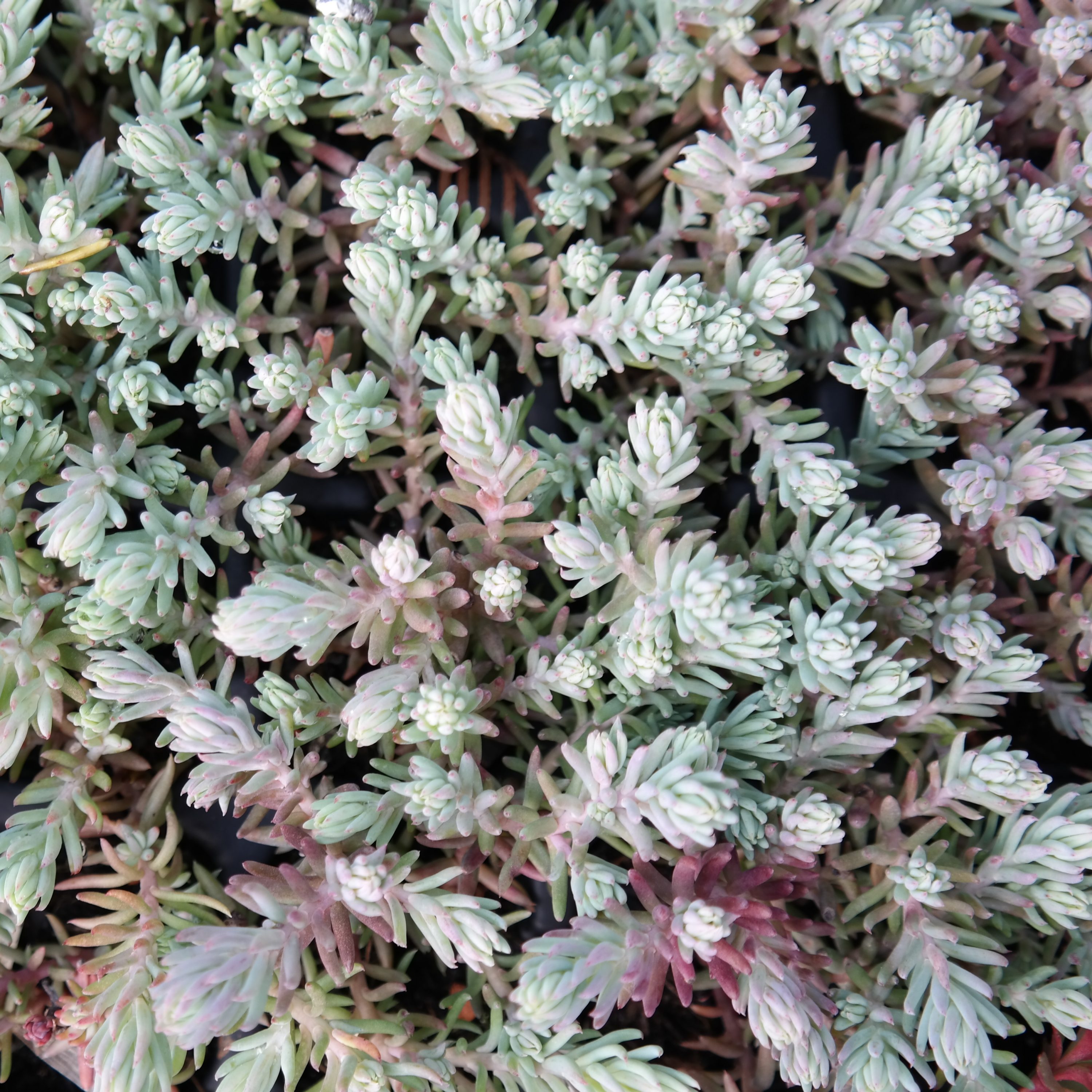 Sedum rupestre (=reflexum)