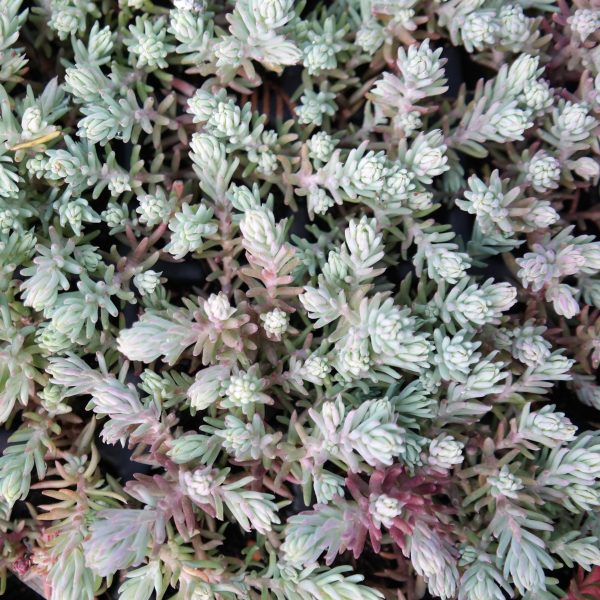 Sedum rupestre (=reflexum)