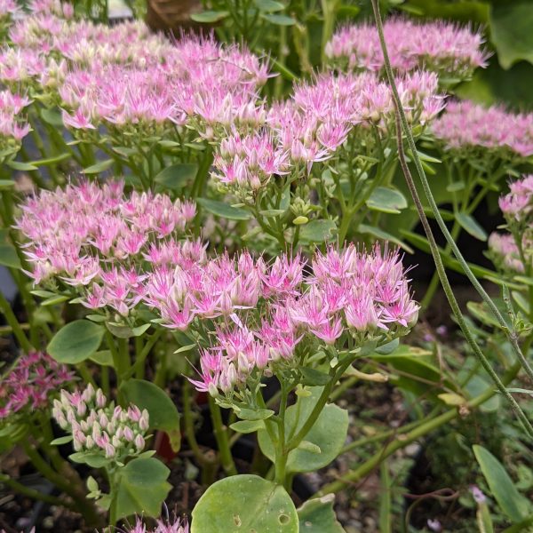 Sedum spectabile 'Lisa'
