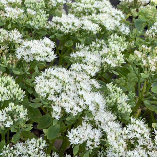 Sedum spectabile 'Star Dust'