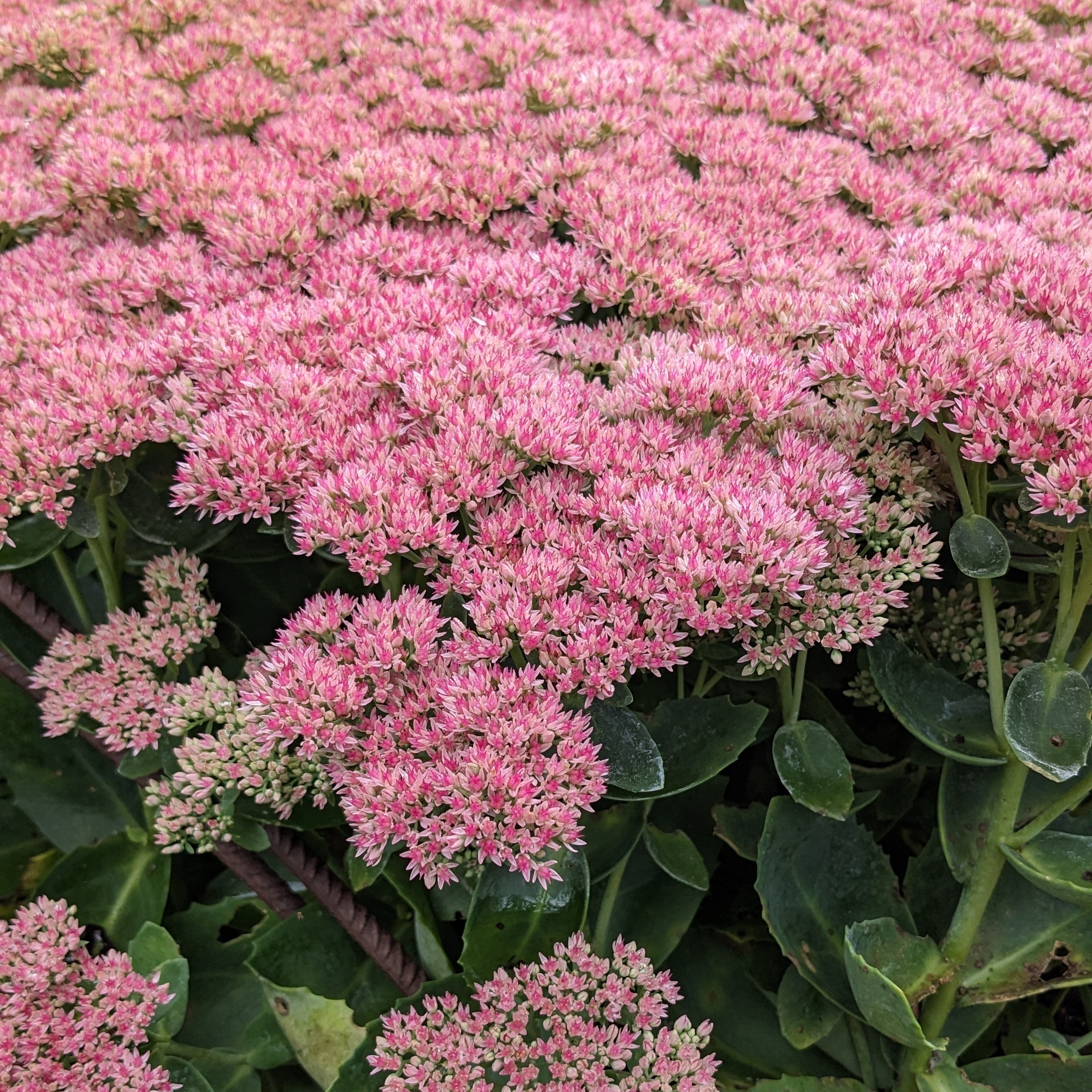 Sedum Telephium-Hybr. 'Herbstfreude'