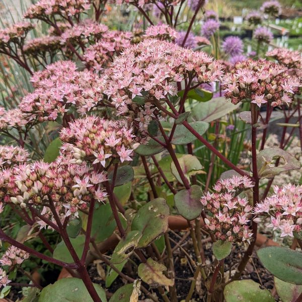 Sedum Telephium-Hybr. 'Matrona'