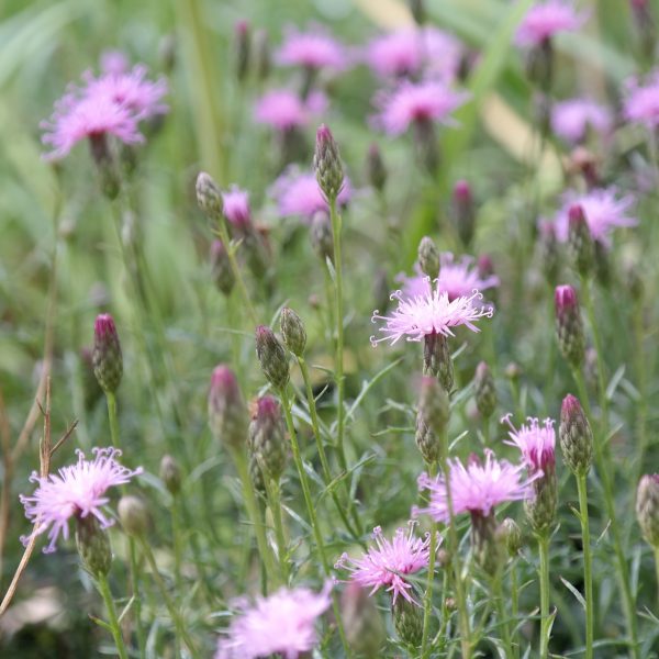 Serratula tinctoria ssp. seoanei