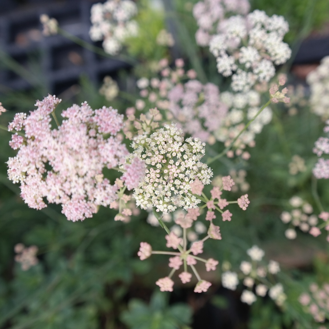 Seseli hippomarathrum