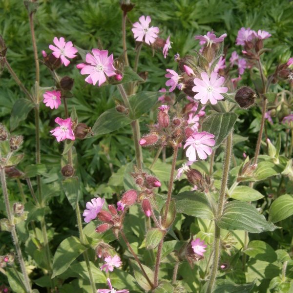 Silene dioica