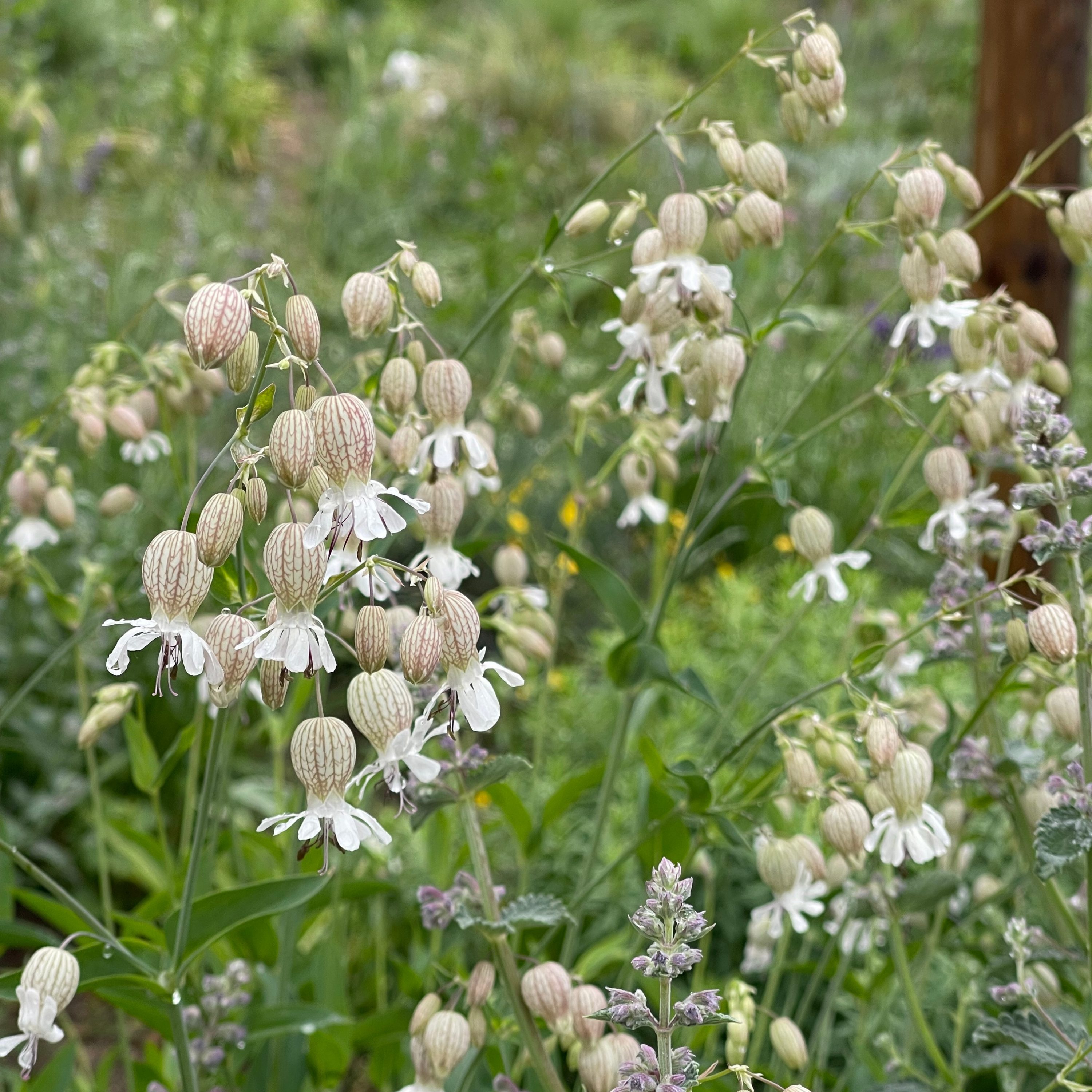 Silene vulgaris