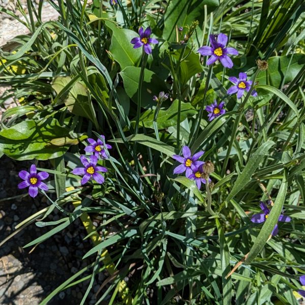 Sisyrinchium angustifolium