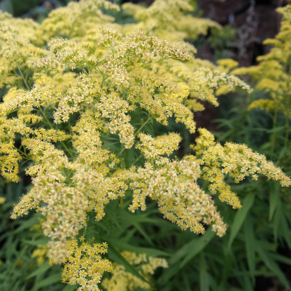 Solidago Hybr. 'Loysder Crown'