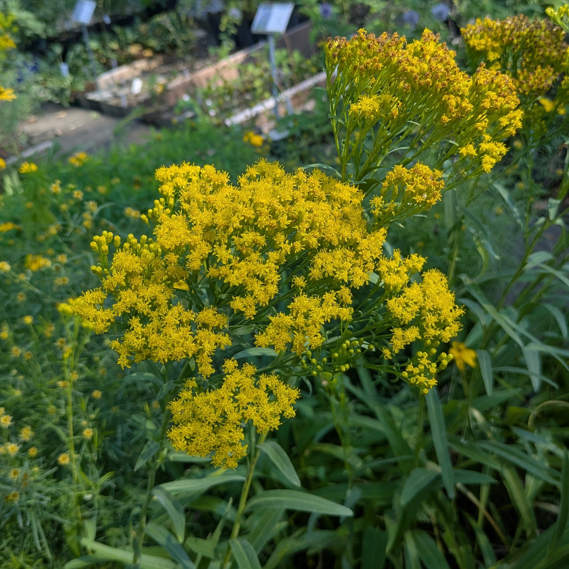 Solidago ohioensis