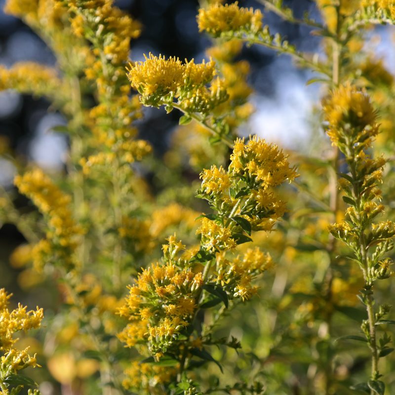 Solid Go Rugosa Solidago rugosa 'Fireworks' - Runzelige Goldrute