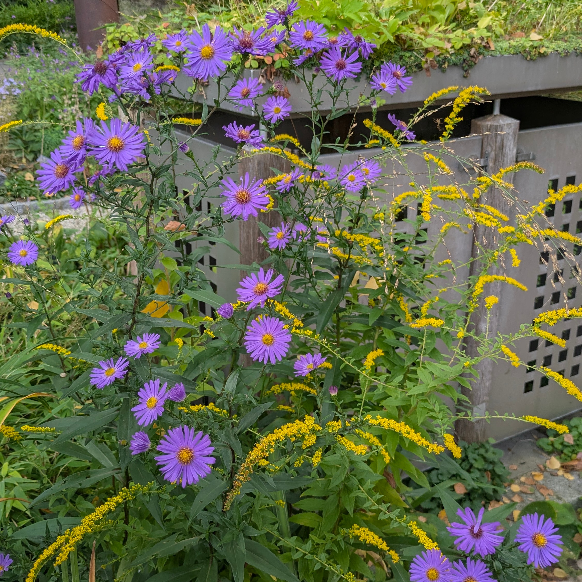 Solidago rugosa 'Fireworks' – Bild 2