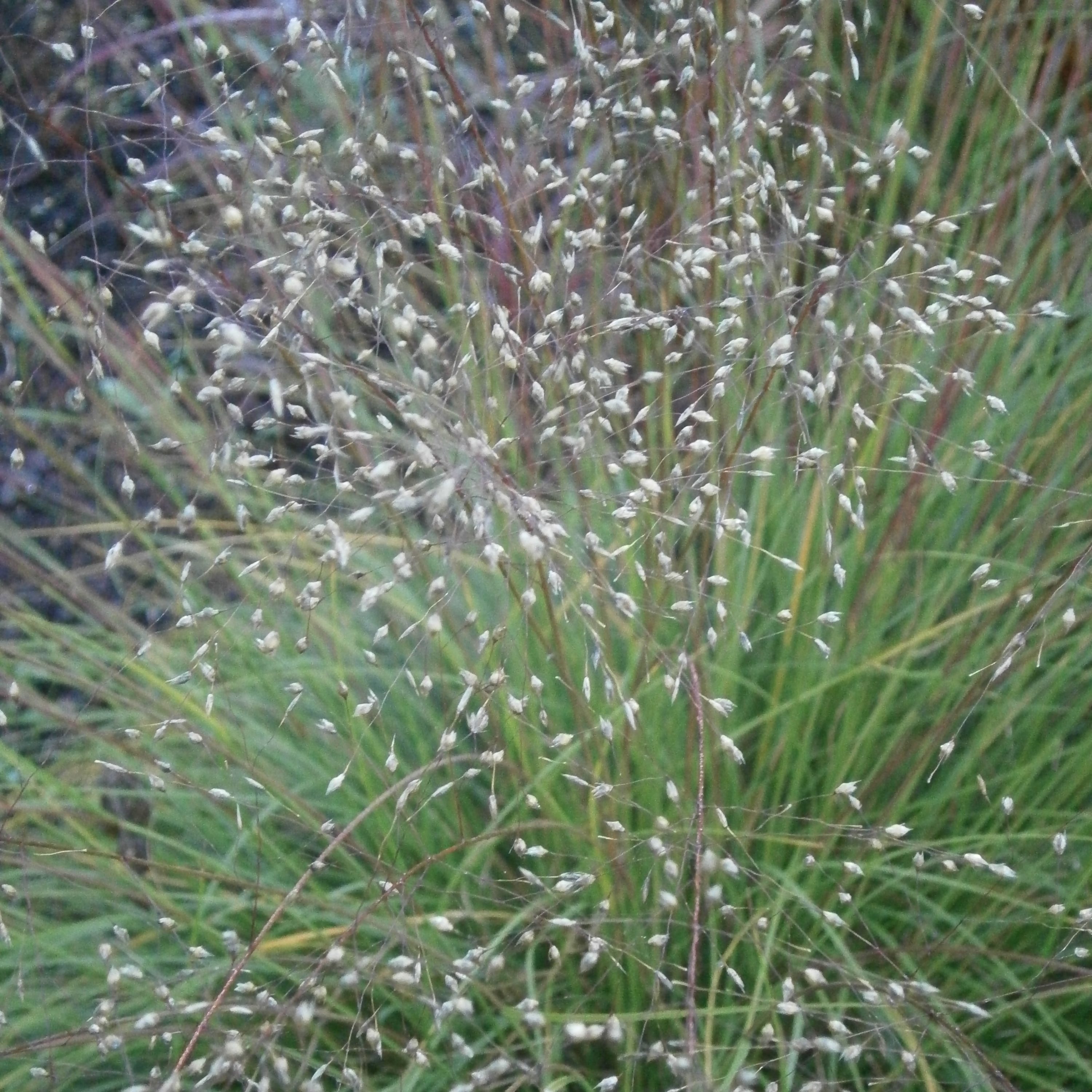 Sporobolus heterolepis 'Cloud'