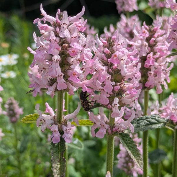 Stachys (=Betonica) officinalis 'Pinky'