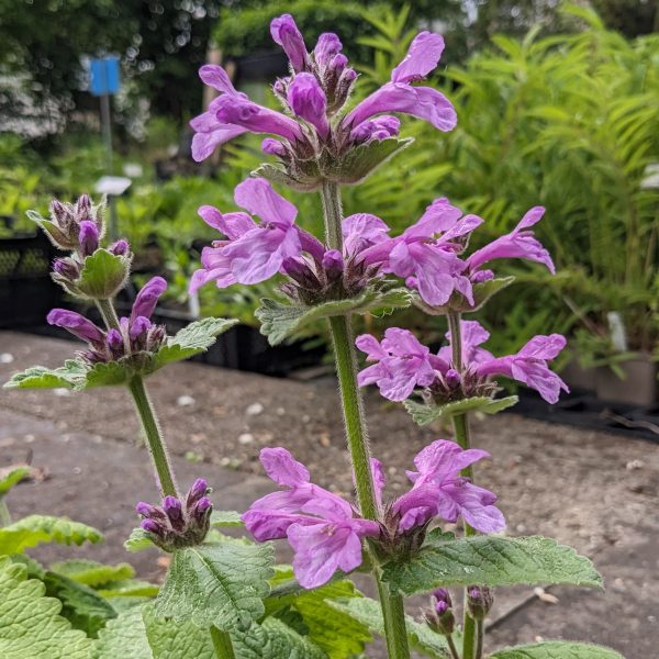 Stachys (=Betonica) grandiflora 'Superba'