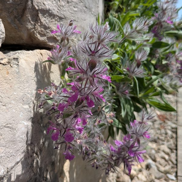 Stachys lavandulifolia