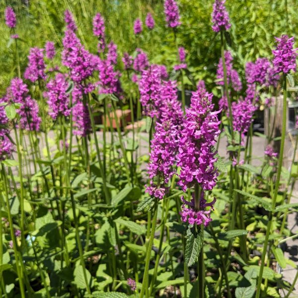 Stachys (=Betonica) monnieri 'Hummelo'