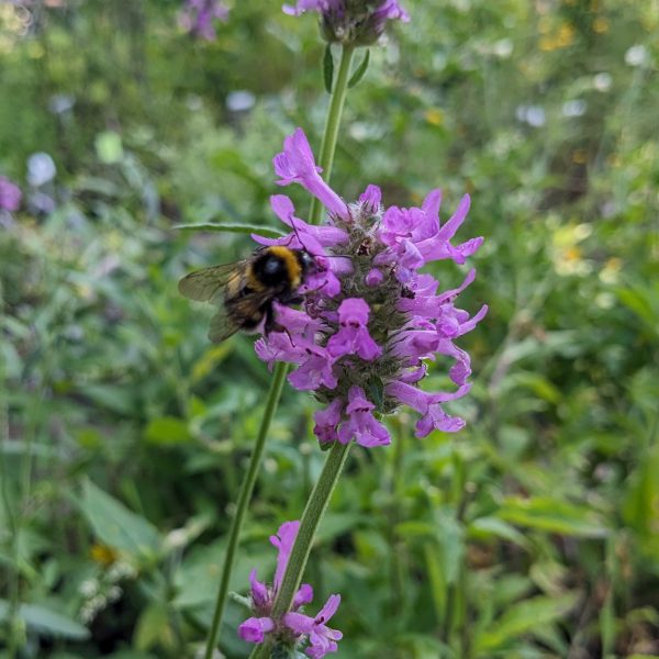 Stachys (=Betonica) officinalis