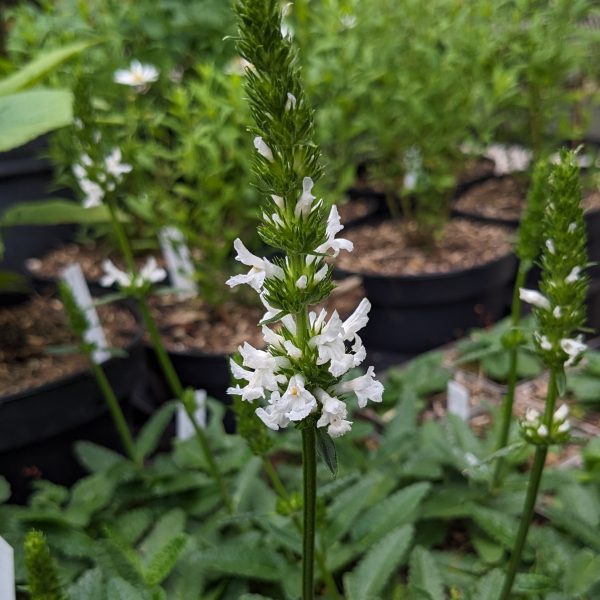 Stachys (=Betonica) officinalis var.alba