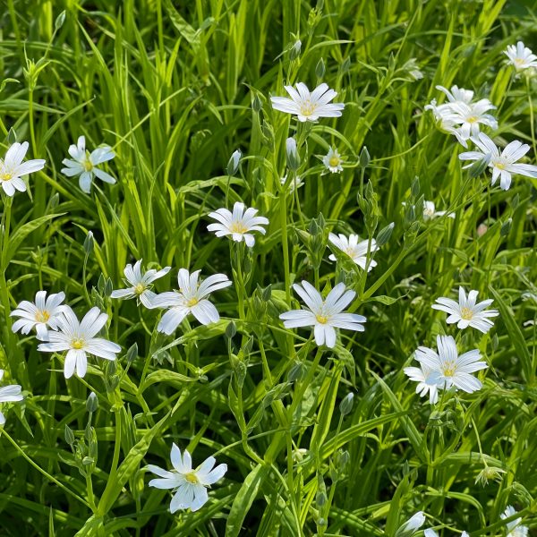 Stellaria holostea