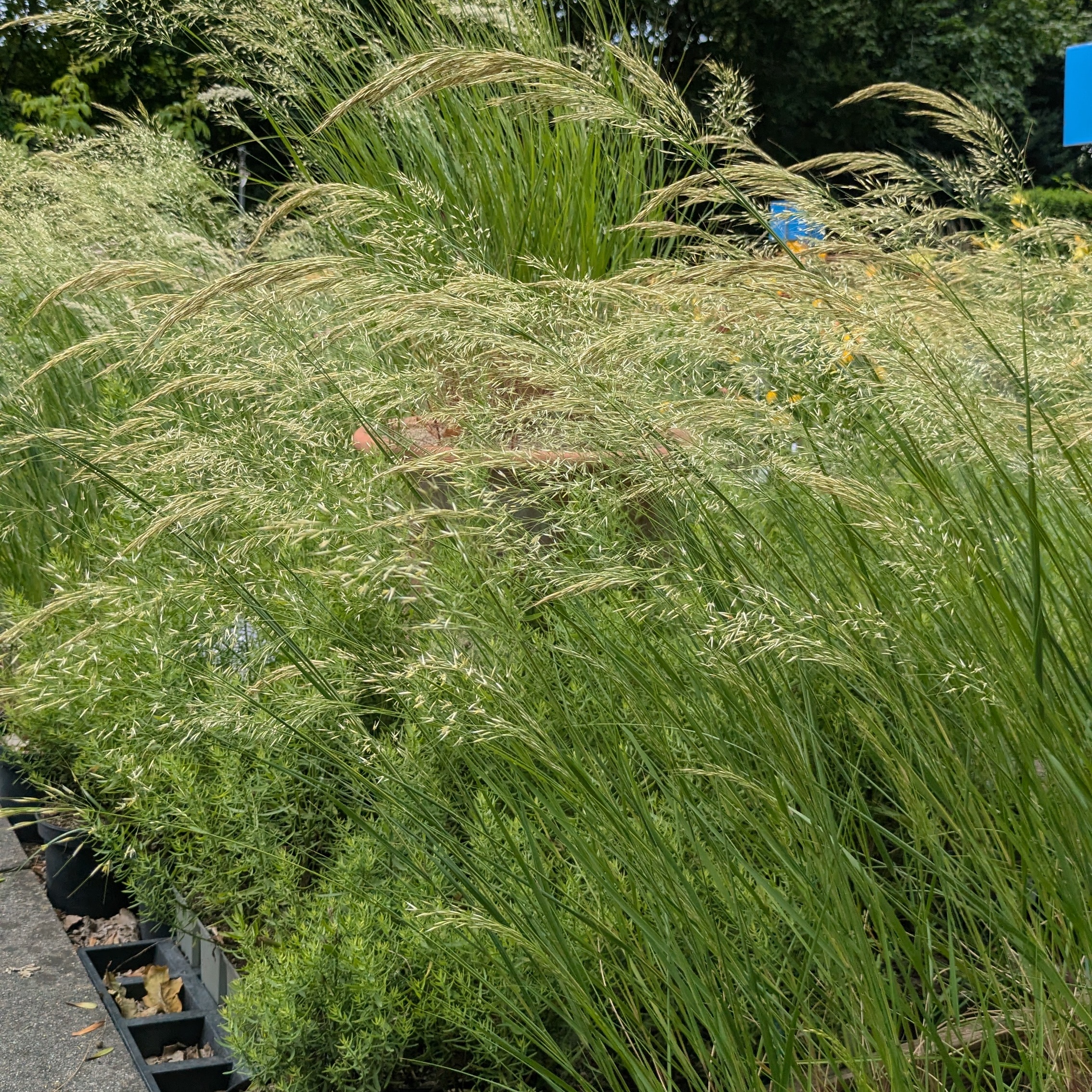 Stipa calamagrostis 'Algäu'