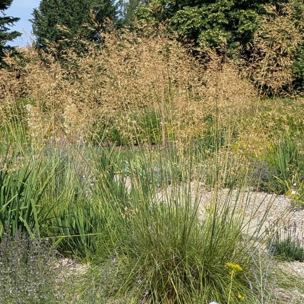 Stipa gigantea