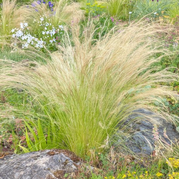 Stipa (=Nassella) tenuissima