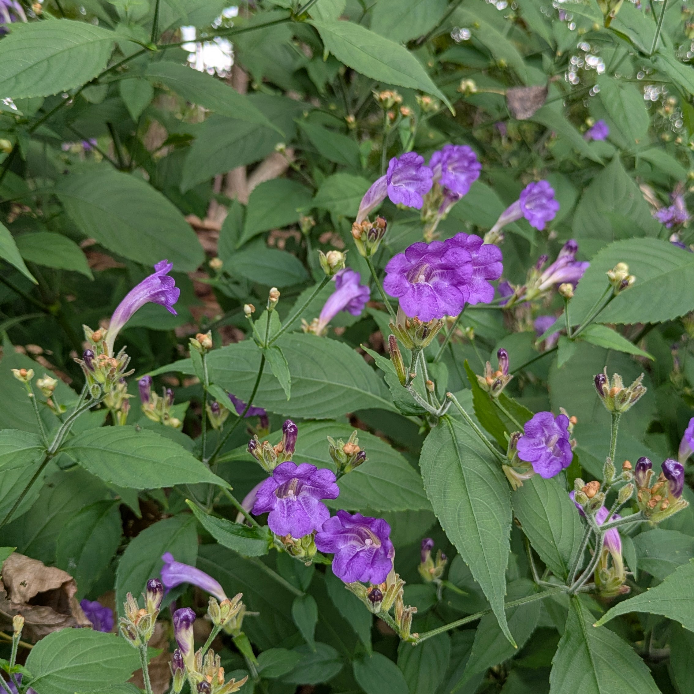 Strobilanthes penstemonoides (=rankanensis)