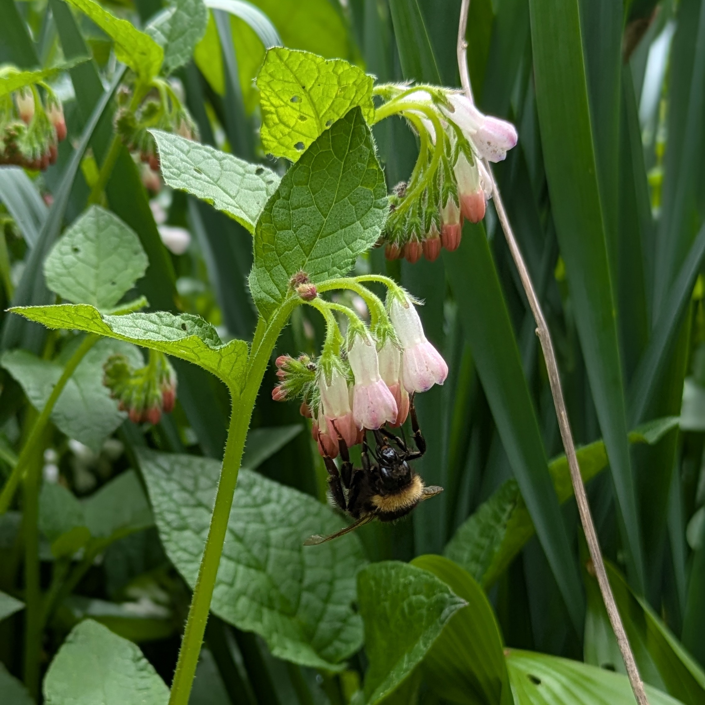Symphytum grandiflorum