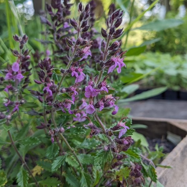 Teucrium chamaedrys