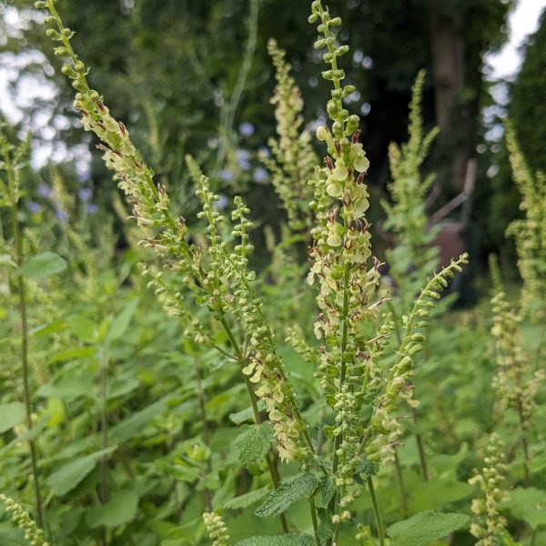 Teucrium scorodonia