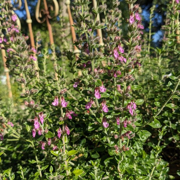 Teucrium x lucidrys