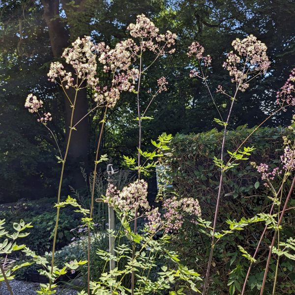 Thalictrum Hybr. 'Elin'